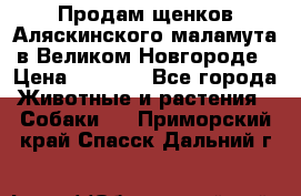 Продам щенков Аляскинского маламута в Великом Новгороде › Цена ­ 5 000 - Все города Животные и растения » Собаки   . Приморский край,Спасск-Дальний г.